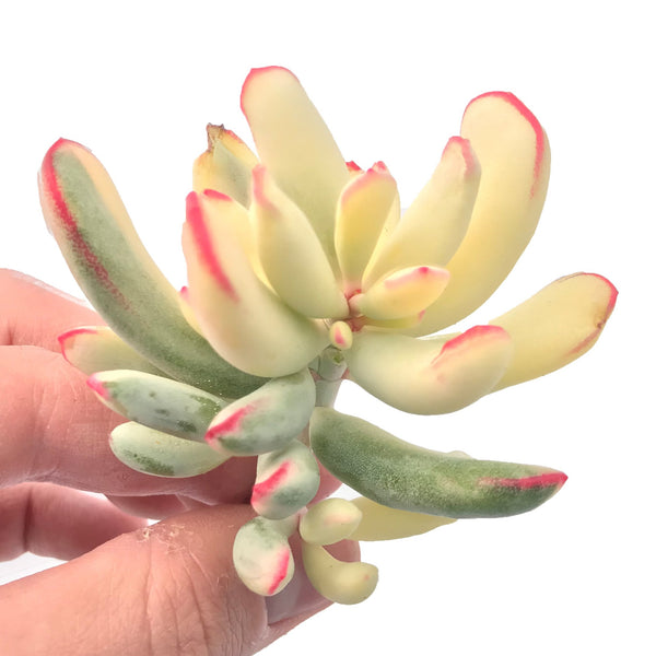 Cotyledon 'Orbiculata' Variegated Cluster 2"-3” Rare Succulent Plant