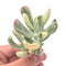 Cotyledon 'Orbiculata' Variegated 3" Rare Succulent Plant