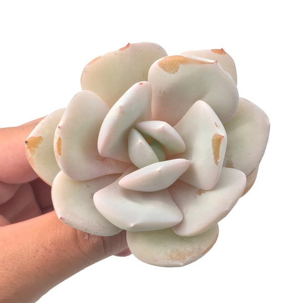 Echeveria 'Cream Tea' 3" Rare Succulent Plant