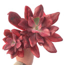 Echeveria 'Diamond State' Variegated 8"+ Double-Headed Cluster Large Succulent Plant