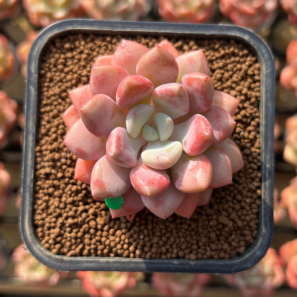 Echeveria 'Amore Fati' 2" Succulent Plant Cutting