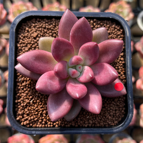 Graptoveria 'Ruby Donna' 2" Succulent Plant Cutting