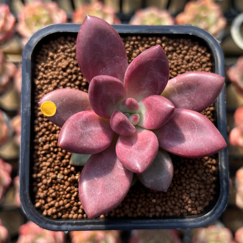 Graptoveria 'Ruby Donna' 2" Succulent Plant Cutting