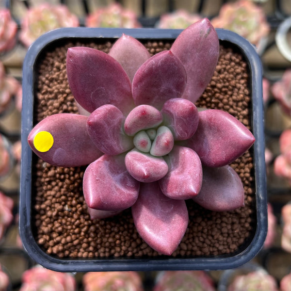 Graptoveria 'Ruby Donna' 2" Succulent Plant Cutting