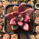 Graptoveria 'Ruby Donna' 2" Succulent Plant Cutting