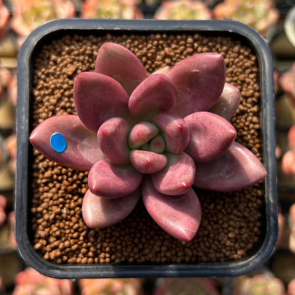 Graptoveria 'Ruby Donna' 2" Succulent Plant Cutting