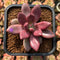 Graptoveria 'Ruby Donna' 2" Succulent Plant Cutting