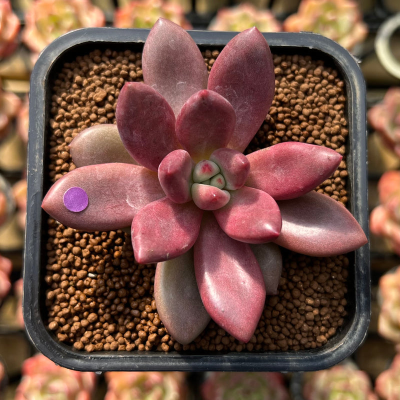 Graptoveria 'Ruby Donna' 2" Succulent Plant Cutting