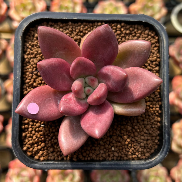 Graptoveria 'Ruby Donna' 2" Succulent Plant Cutting