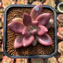 Graptoveria 'Ruby Donna' 2" Succulent Plant Cutting