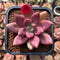 Graptoveria 'Ruby Donna' 2" Succulent Plant Cutting