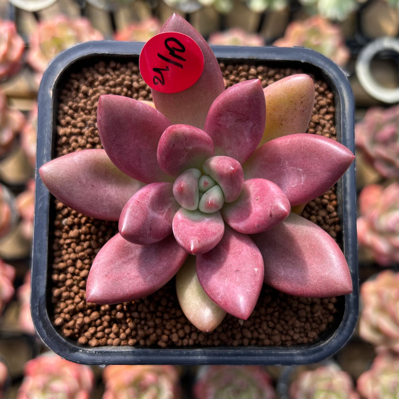 Graptoveria 'Ruby Donna' 2" Succulent Plant Cutting