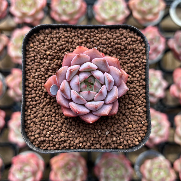 Echeveria 'Amber Rose' 1" Succulent Plant Cutting