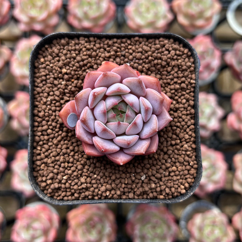 Echeveria 'Amber Rose' 1" Succulent Plant Cutting