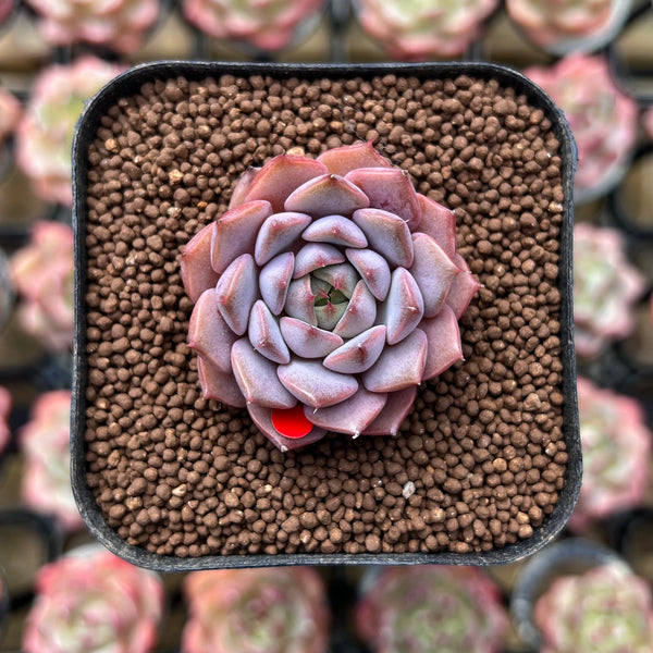 Echeveria 'Amber Rose' 1" Succulent Plant Cutting