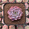 Echeveria 'Amber Rose' 1" Succulent Plant Cutting