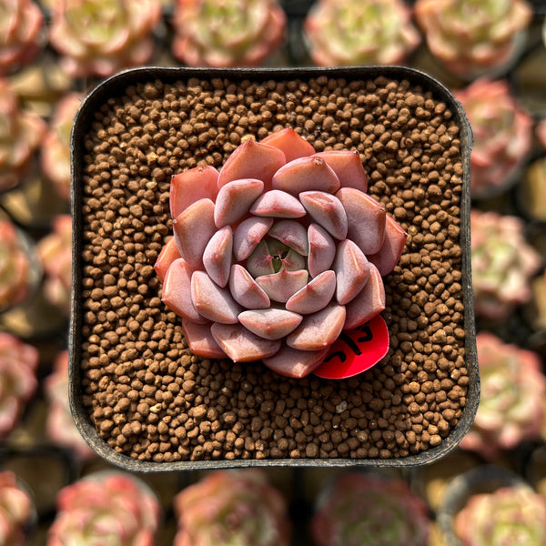 Echeveria 'Amber Rose' 1" Succulent Plant Cutting