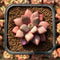 Echeveria 'Angel Star' 2” Succulent Plant Cutting