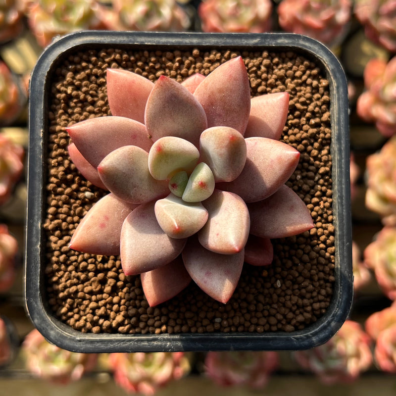 Echeveria 'Angel Star' 2” Succulent Plant Cutting