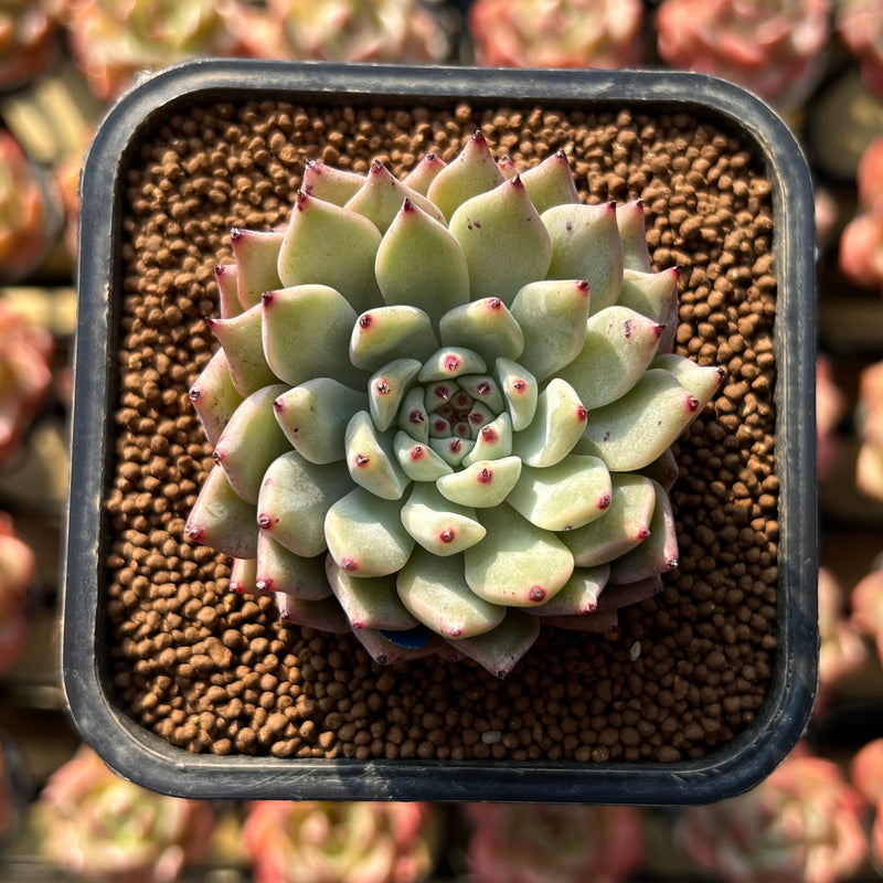 Echeveria Zaragoza 2" Succulent Plant Cutting