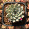 Echeveria Zaragoza 2" Succulent Plant Cutting