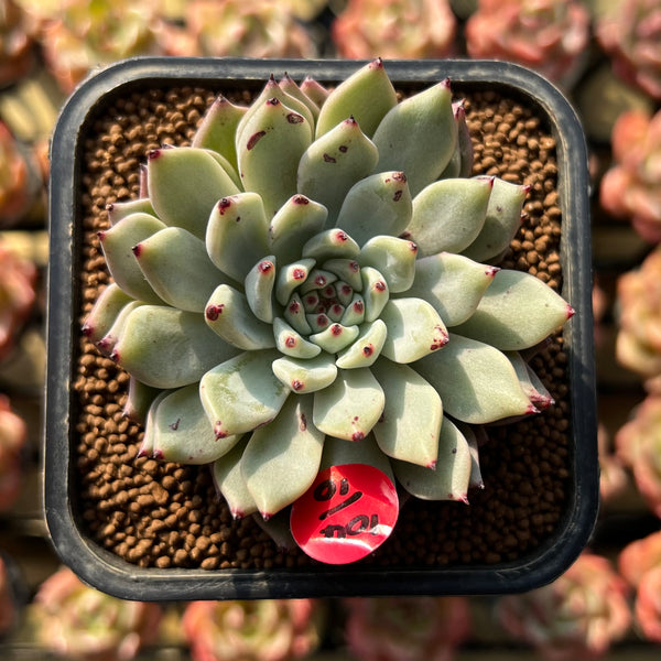 Echeveria Zaragoza 2" Succulent Plant Cutting