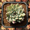 Echeveria Zaragoza 2" Succulent Plant Cutting