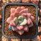 Echeveria 'Amore Fati' 2" Succulent Plant Cutting