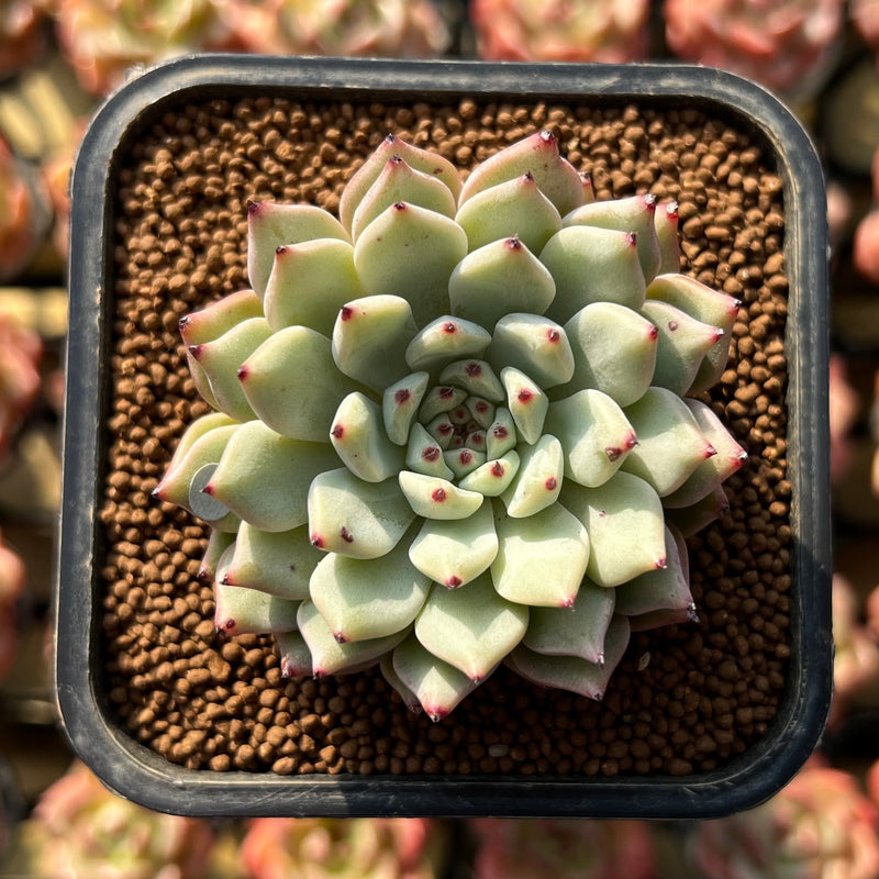 Echeveria Zaragoza 2" Succulent Plant Cutting