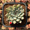 Echeveria Zaragoza 2" Succulent Plant Cutting