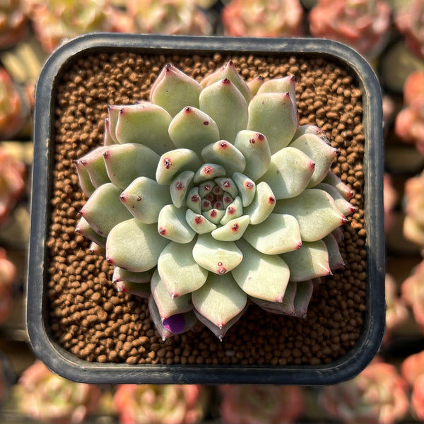 Echeveria Zaragoza 2" Succulent Plant Cutting