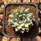 Echeveria Zaragoza 2" Succulent Plant Cutting