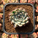 Echeveria Zaragoza 2" Succulent Plant Cutting