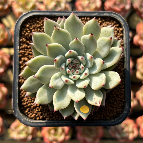 Echeveria Zaragoza 2" Succulent Plant Cutting