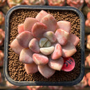 Echeveria 'Amore Fati' 2" Succulent Plant Cutting