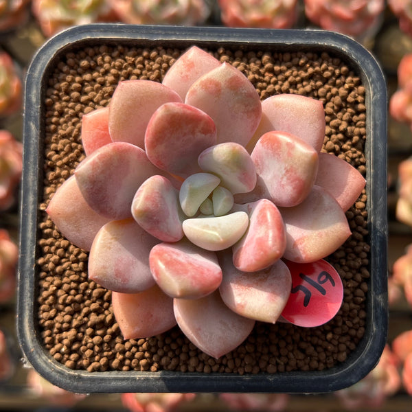 Echeveria 'Amore Fati' 2" Succulent Plant Cutting