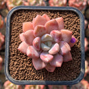 Echeveria 'Amore Fati' 2" Succulent Plant Cutting