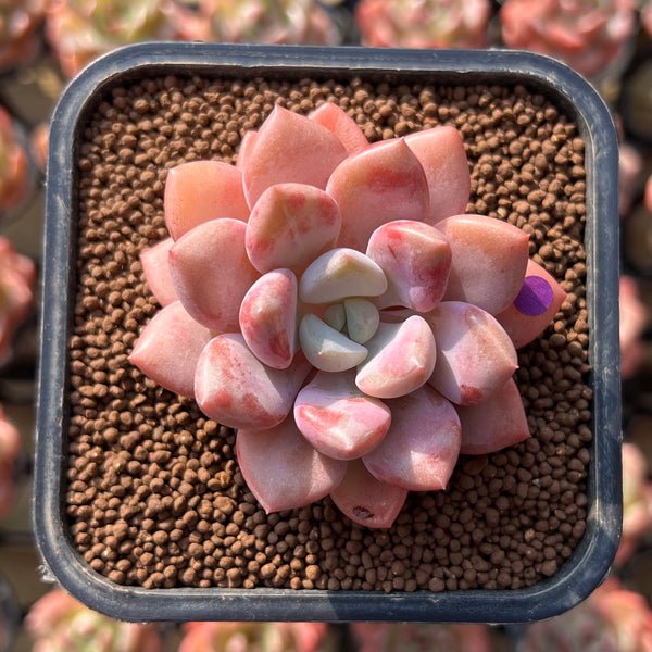 Echeveria 'Amore Fati' 2" Succulent Plant Cutting