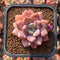 Echeveria 'Amore Fati' 2" Succulent Plant Cutting