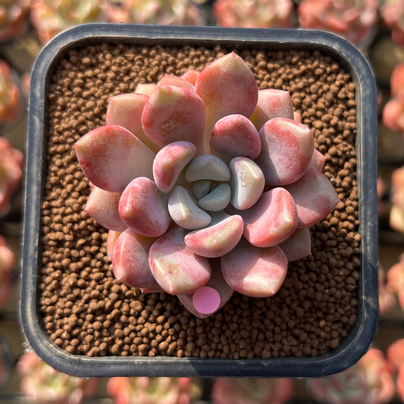 Echeveria 'Amore Fati' 2" Succulent Plant Cutting