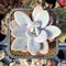 Graptoveria 'Raon' 2" Succulent Plant