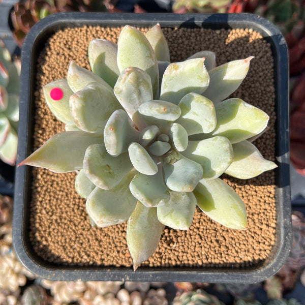 Pachyveria 'Snow Queen' Mutated/Variegated 4" Succulent Plant