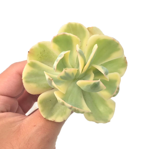 Echeveria 'Enfant' Variegated 3" Rare Succulent Plant