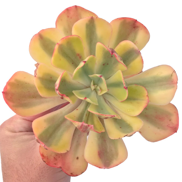 Echeveria 'Enfant' 5" Variegated Large Succulent Plant