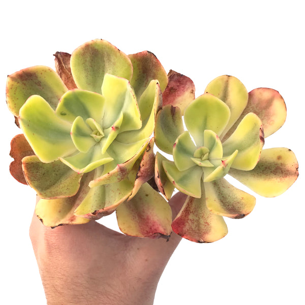 Echeveria 'Enfant' Variegated 8" Large Cluster Succulent Plant