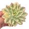 Echeveria 'Esther' Variegated Large Specimen 4" Very Rare Succulent Plant