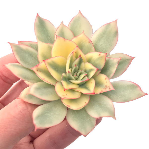 Echeveria 'Esther' Variegated 4" Succulent Plant