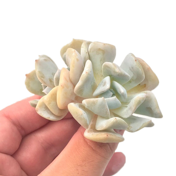 Echeveria 'Exotic' 2" Rare Succulent Plant