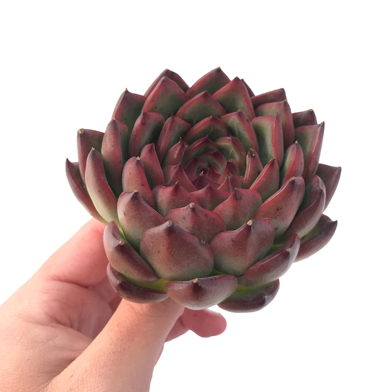 Echeveria Agavoides 'Fire Pillar' 5" Large Succulent Plant