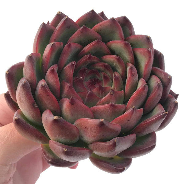 Echeveria Agavoides 'Fire Pillar' 5" Large Succulent Plant